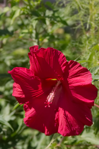 IMG_8803.jpg